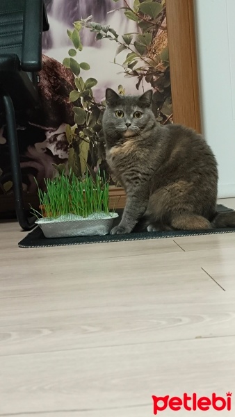 British Shorthair, Kedi  Rüzgar fotoğrafı