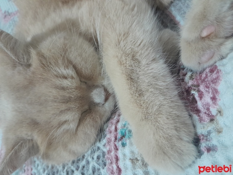 Scottish Fold, Kedi  Karamel fotoğrafı