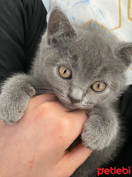 British Shorthair, Kedi  Sakız fotoğrafı