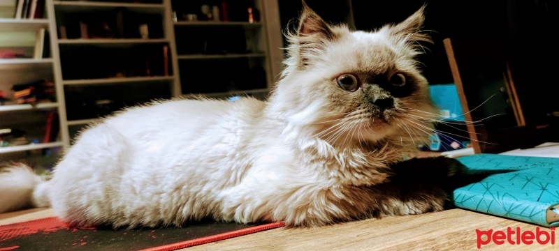 British Longhair, Kedi  İsot fotoğrafı