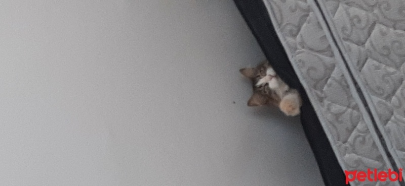 Tekir Kedi, Kedi  Maço ve paço fotoğrafı
