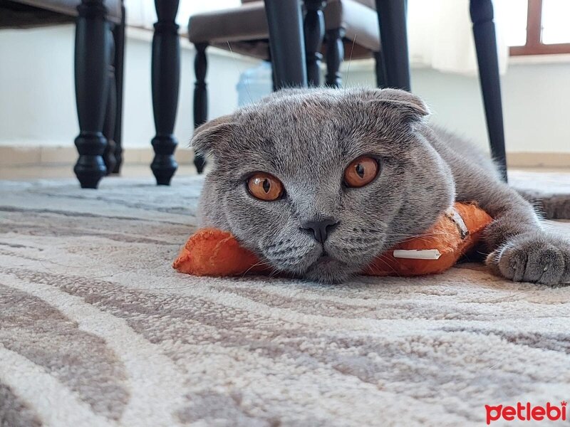 Scottish Fold, Kedi  Duman fotoğrafı