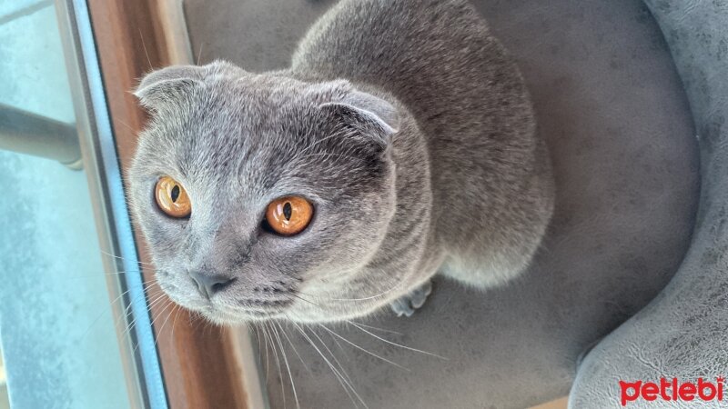 Scottish Fold, Kedi  Duman fotoğrafı