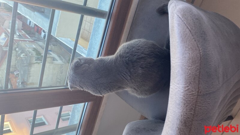 Scottish Fold, Kedi  Duman fotoğrafı