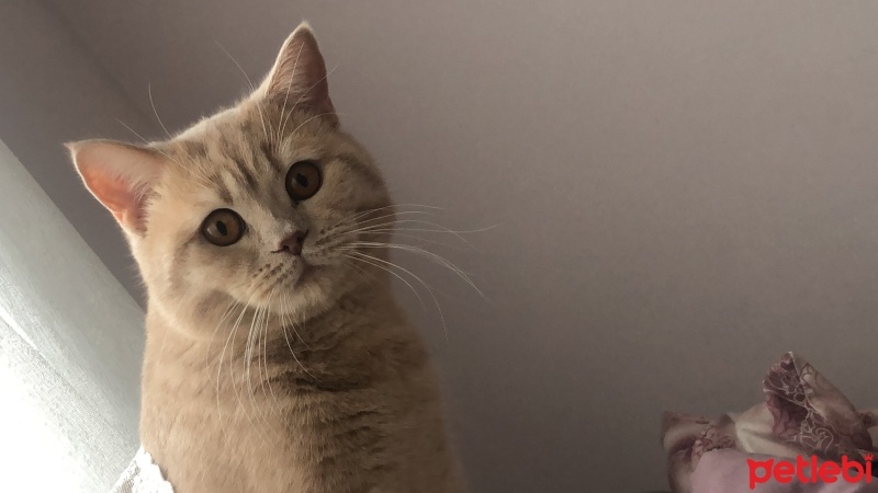 British Shorthair, Kedi  LATTE fotoğrafı