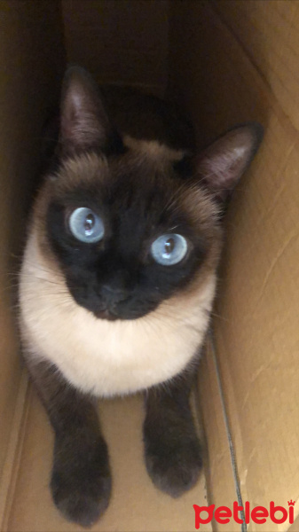 Siyam Kedisi, Kedi  sun fotoğrafı
