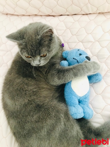 British Shorthair, Kedi  Ceviz fotoğrafı