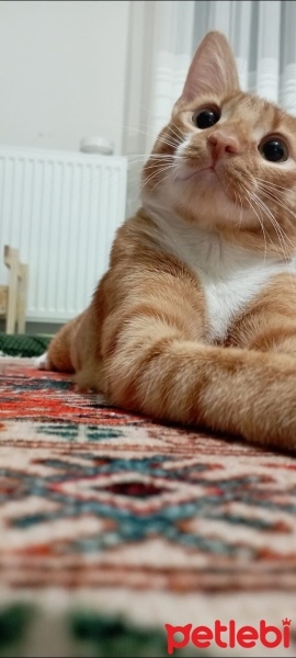 Sarman, Kedi  Badem fotoğrafı