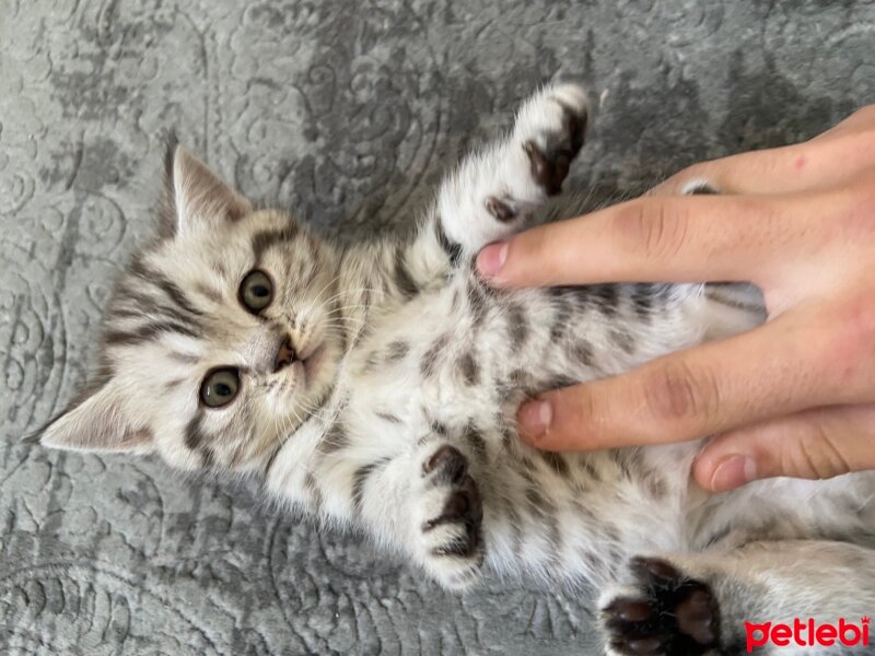 British Shorthair, Kedi  British Shorthair siyah beyaz fotoğrafı