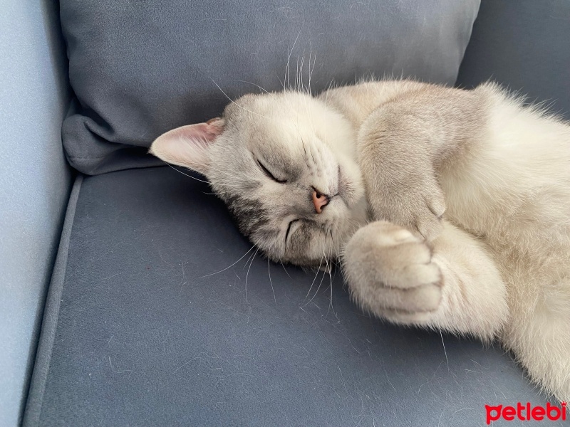 British Shorthair, Kedi  Oscar fotoğrafı