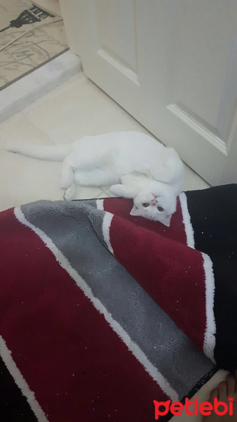Scottish Fold, Kedi  Luna fotoğrafı