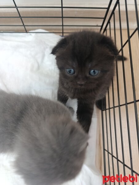 Scottish Fold, Kedi  Saf kan scottish Fold fotoğrafı