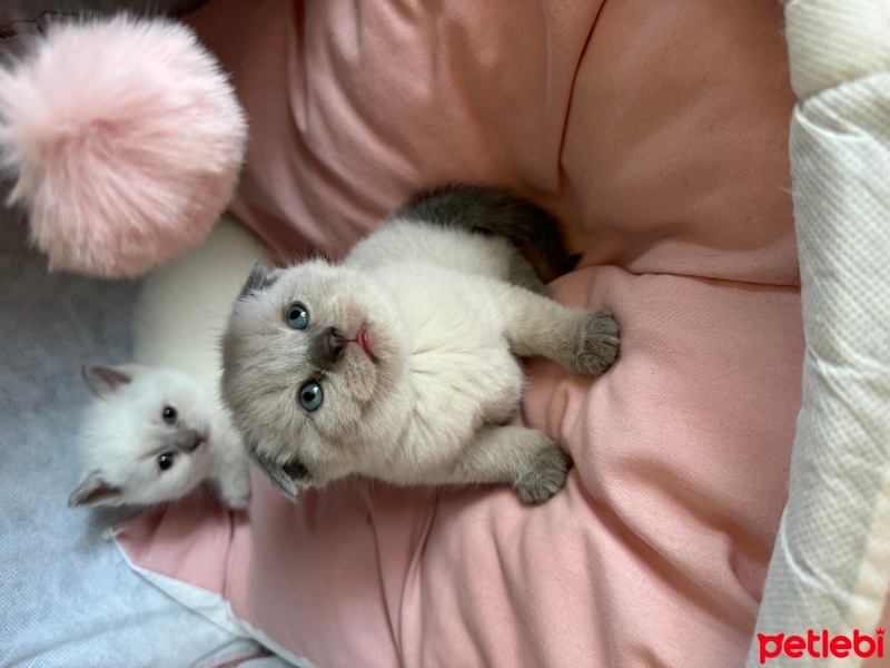 British Shorthair, Kedi  Venüs fotoğrafı