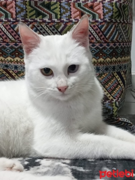 Van Kedisi, Kedi  Pamuk fotoğrafı