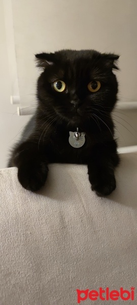 Scottish Fold, Kedi  Gece fotoğrafı
