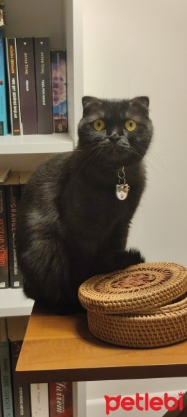Scottish Fold, Kedi  Gece fotoğrafı