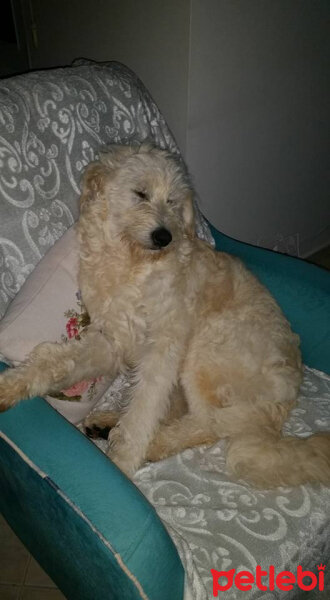 Soft Coated Wheaten Terrier, Köpek  GOFRET fotoğrafı