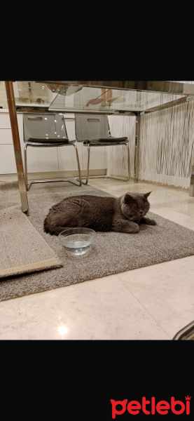 British Shorthair, Kedi  Chivas fotoğrafı