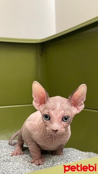 Sphynx, Kedi  TIRTIL fotoğrafı
