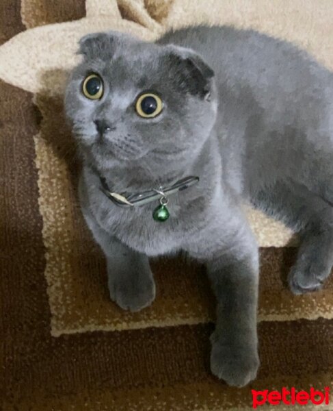 Scottish Fold, Kedi  GÜMÜŞ fotoğrafı