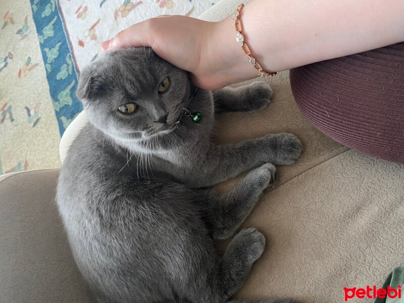 Scottish Fold, Kedi  GÜMÜŞ fotoğrafı