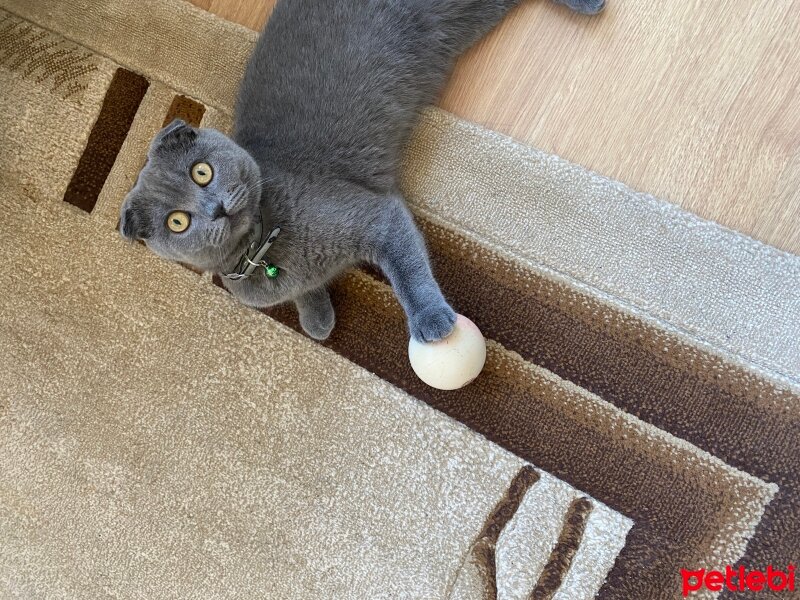 Scottish Fold, Kedi  GÜMÜŞ fotoğrafı