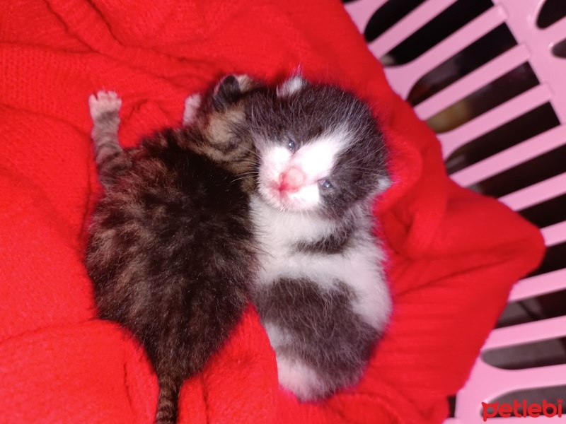 Tekir Kedi, Kedi  Yavru kedi fotoğrafı
