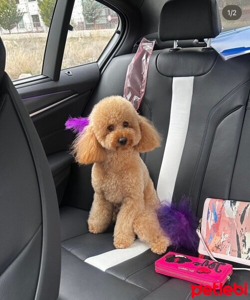 Poodle(Standart Kaniş), Köpek  Oscar fotoğrafı