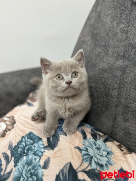 British Shorthair, Kedi  Kedi fotoğrafı
