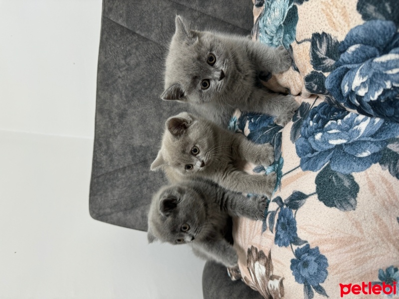 British Shorthair, Kedi  Kedi fotoğrafı