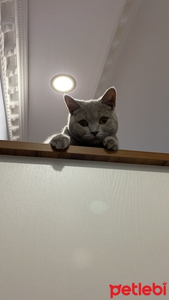 British Shorthair, Kedi  Aslan fotoğrafı