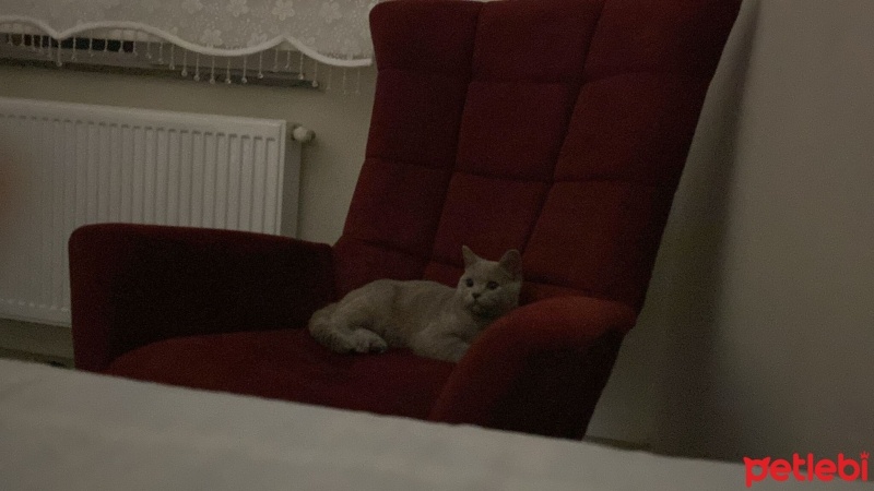 British Shorthair, Kedi  Aslan fotoğrafı