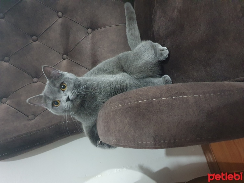 British Shorthair, Kedi  Hediye fotoğrafı