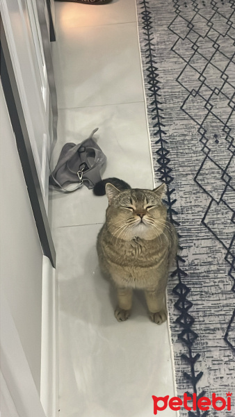 British Shorthair, Kedi  Kaju fotoğrafı