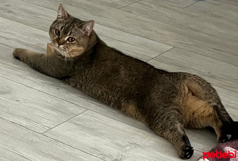 British Shorthair, Kedi  Kaju fotoğrafı
