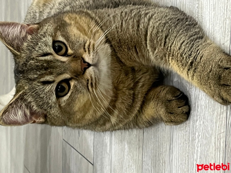 British Shorthair, Kedi  Kaju fotoğrafı