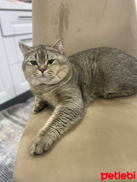 British Shorthair, Kedi  Kaju fotoğrafı