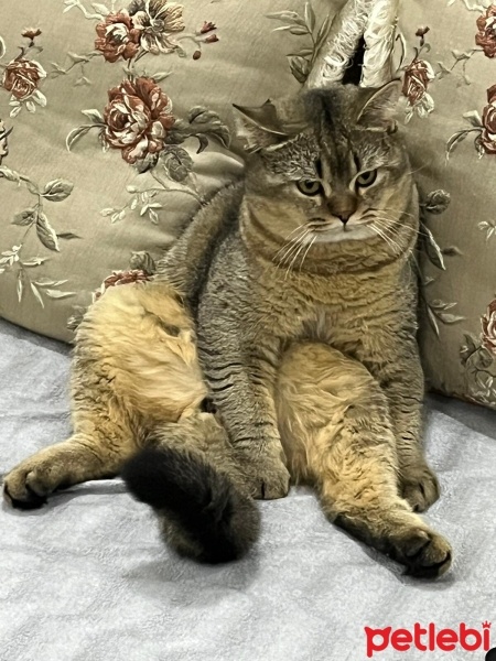 British Shorthair, Kedi  Kaju fotoğrafı