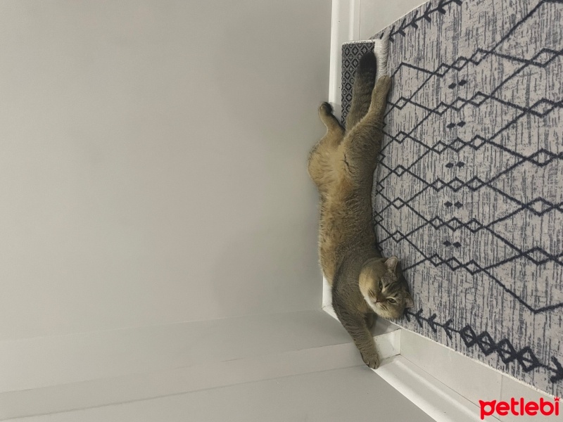 British Shorthair, Kedi  Kaju fotoğrafı