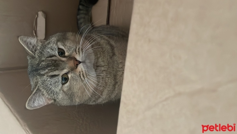 British Shorthair, Kedi  Kaju fotoğrafı