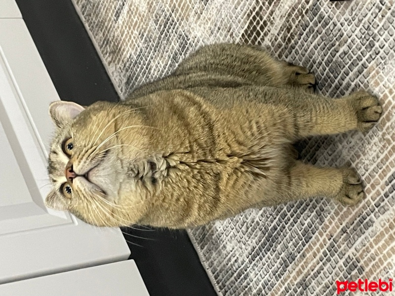 British Shorthair, Kedi  Kaju fotoğrafı