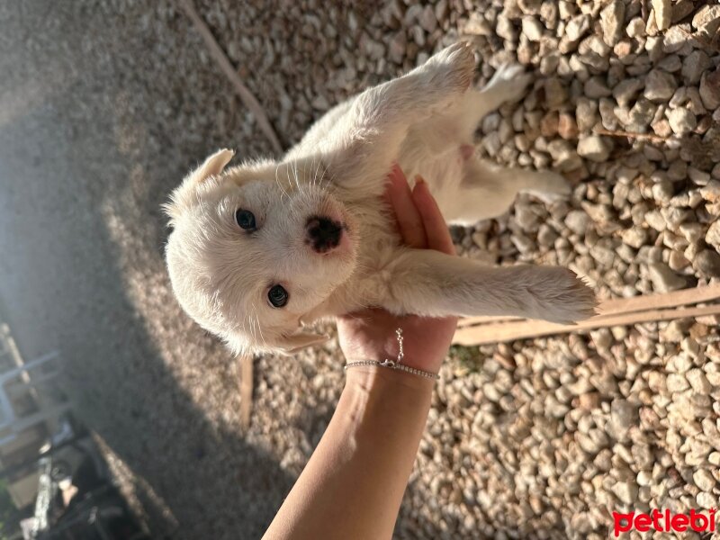 Russian Spaniel, Köpek  Yok fotoğrafı