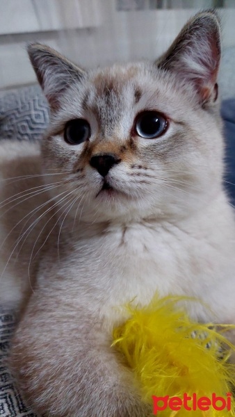 British Shorthair, Kedi  DUMAN fotoğrafı