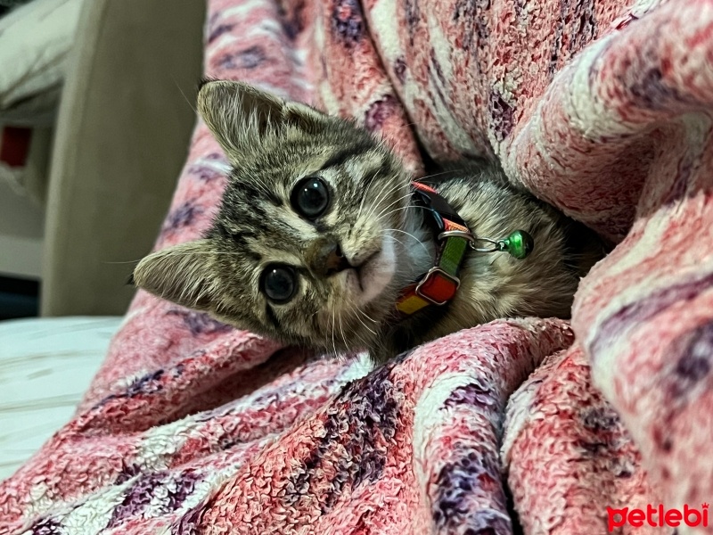 Tekir Kedi, Kedi  Nisan fotoğrafı