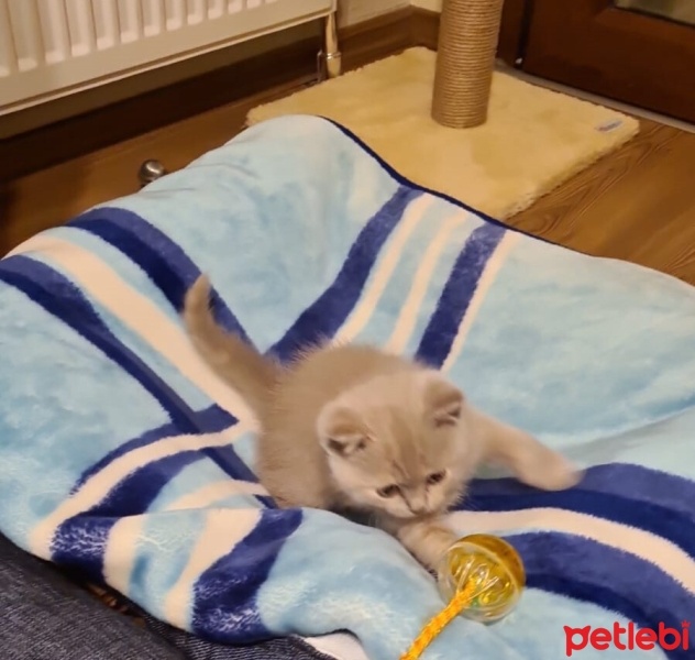 British Shorthair, Kedi  Bella fotoğrafı