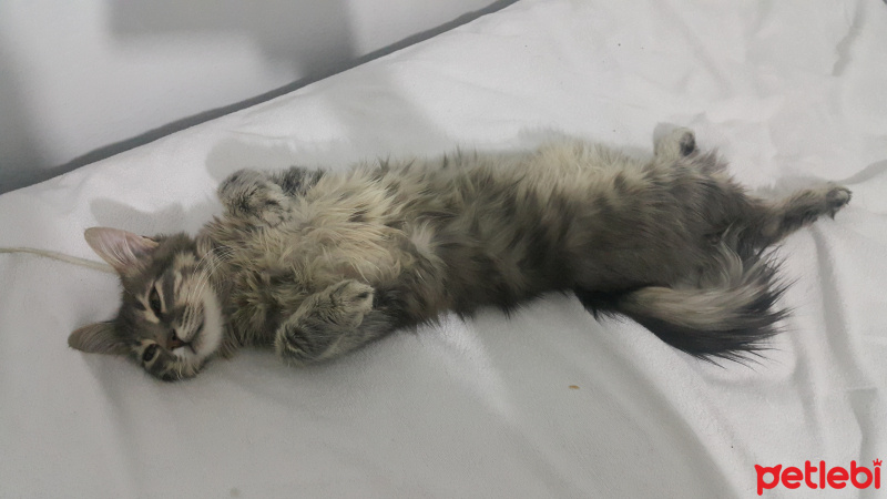 Tekir Kedi, Kedi  duman fotoğrafı