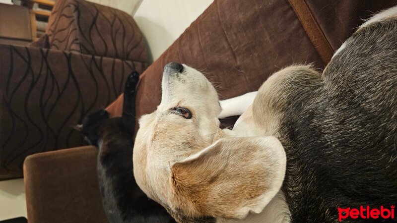 Beagle, Köpek  Maya fotoğrafı