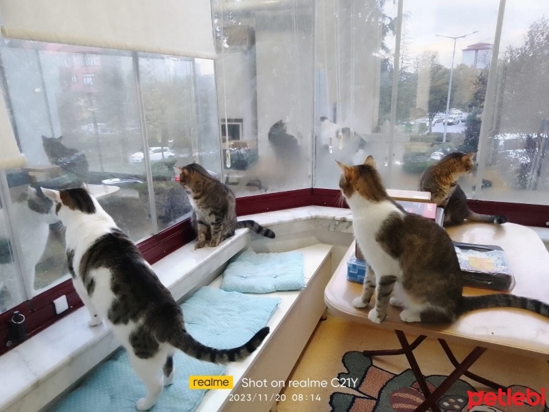 Tekir Kedi, Kedi  Sisu,Badem,Pamuk,Minnoş,Boncuk fotoğrafı