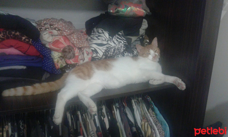 Tekir Kedi, Kedi  Helyos fotoğrafı