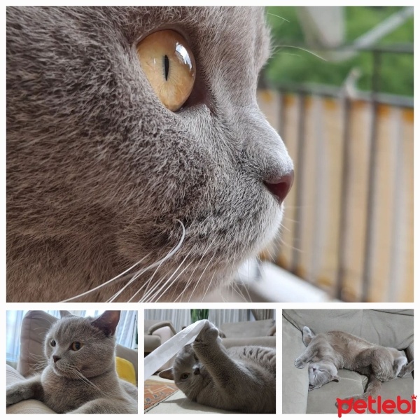 British Shorthair, Kedi  Monri fotoğrafı
